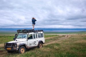 Ingela scanning Crater floor for lions. Better view from the vehicle roof. Lions on the Crater floor are not tagged in any way (i.e. no radio collars) and we rely on finding them by sight. Often we are helped by tourists in the area – seeing a cluster of vehicles indicates either a rhino or a group of lions.